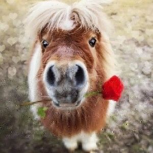 Meet your Posher, Posie bear hearts123